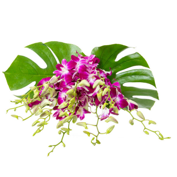 Orchid Escape WB22 