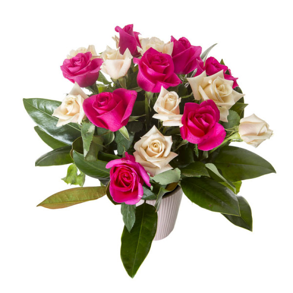 Rosy Posy in Pot WA18