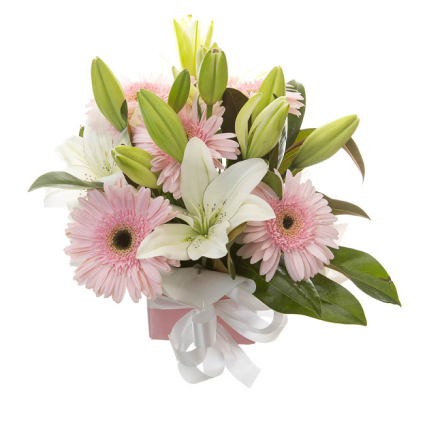Softness WA1 